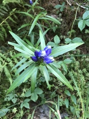 Gentiana linearis