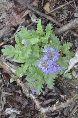 Phacelia lyallii