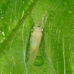 Cacopsylla annulata