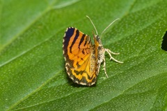 Heterusia