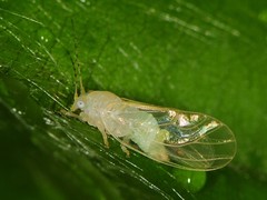 Cacopsylla annulata