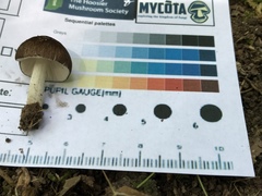 Pluteus ephebeus