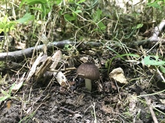 Pluteus ephebeus