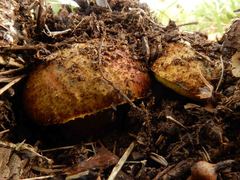 Phlebopus marginatus