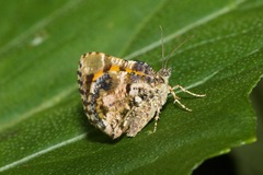 Heterusia