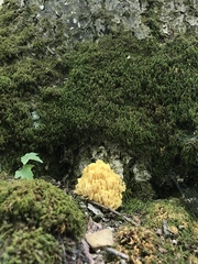 Ramaria caulifloriformis