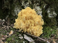 Ramaria caulifloriformis
