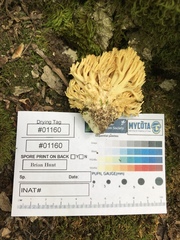 Ramaria caulifloriformis