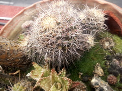 Mammillaria