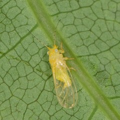 Cacopsylla annulata