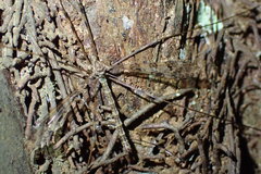 Austrolimnophila argus