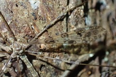 Austrolimnophila argus