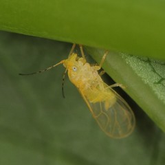 Cacopsylla annulata