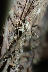 Austrolimnophila argus