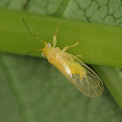 Cacopsylla annulata