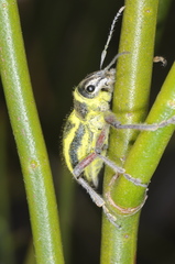 Naupactus sulphurifer