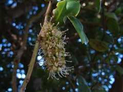 Ercilla spicata