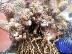 Cactaceae