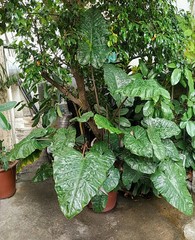 Colocasia esculenta