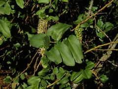 Ercilla spicata