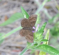 Staphylus ascalaphus