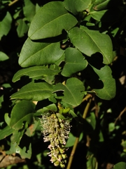 Ercilla spicata