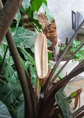 Colocasia esculenta