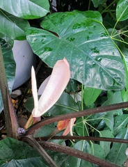 Colocasia esculenta