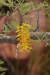 Prosopis torquata