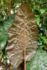 Colocasia esculenta