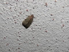 Galgula