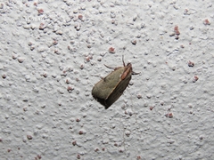 Galgula
