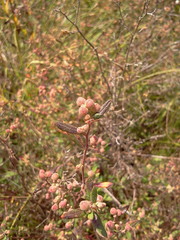 Crocanthemum bicknellii