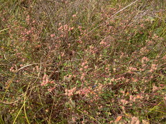 Crocanthemum bicknellii