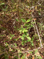 Crocanthemum bicknellii
