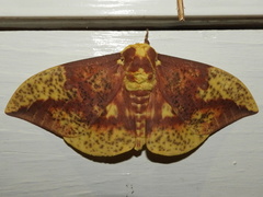 Eacles imperialis pini