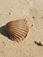 Acanthocardia aculeata