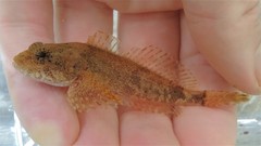 Cottus girardi