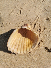 Acanthocardia aculeata