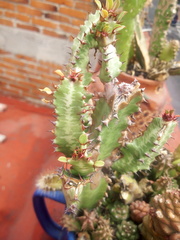 Euphorbia trigona