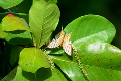 Marpesia harmonia