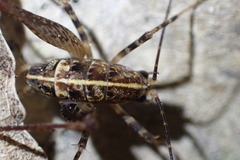 Pleioplectron hudsoni