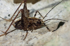 Pleioplectron hudsoni