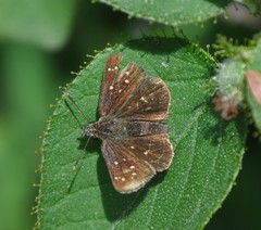 Piruna penaea