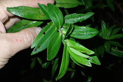 Veronica stricta macroura