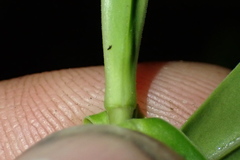 Veronica stricta macroura