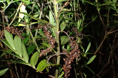 Veronica stricta macroura