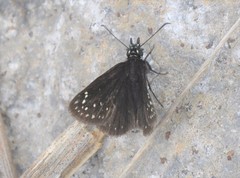 Pholisora mejicanus