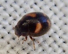 Nephus quadrimaculatus