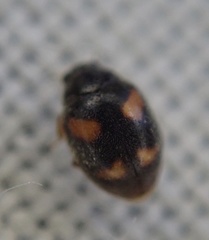 Nephus quadrimaculatus
